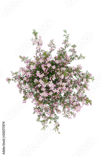 Sticky Boronia  anemonifolia  PinkStar isolated on white