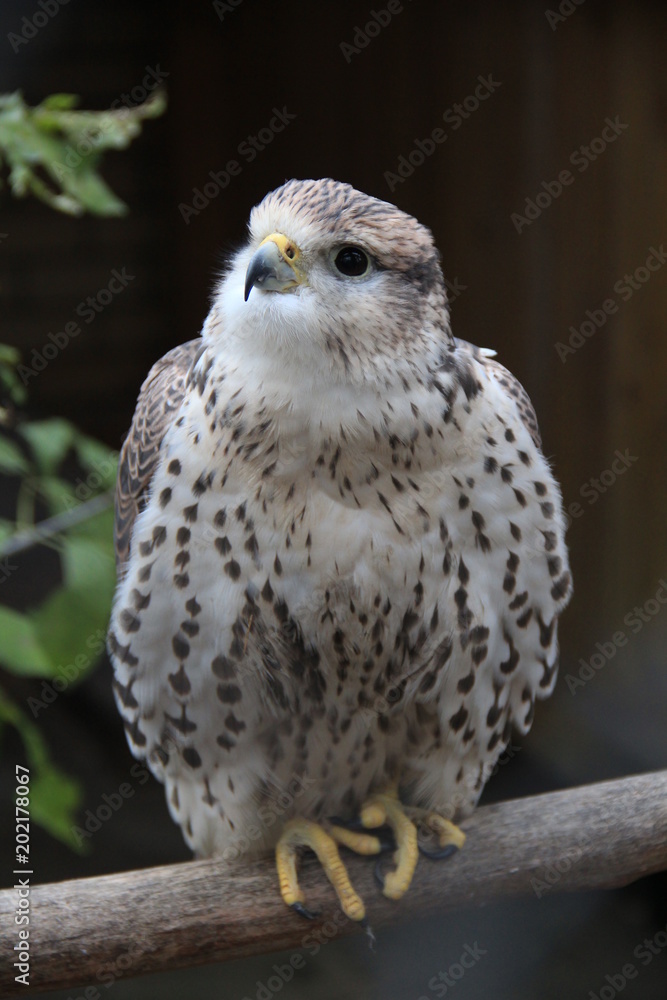 Fototapeta premium sparrowhawk