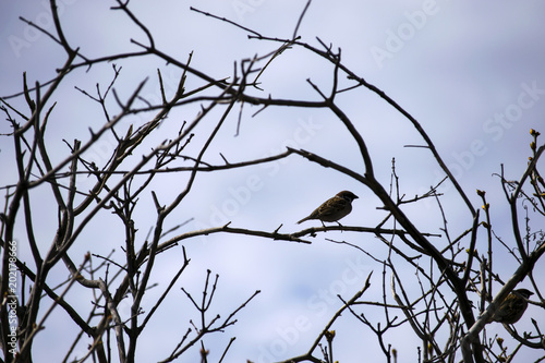 sparrow on a spring branch.