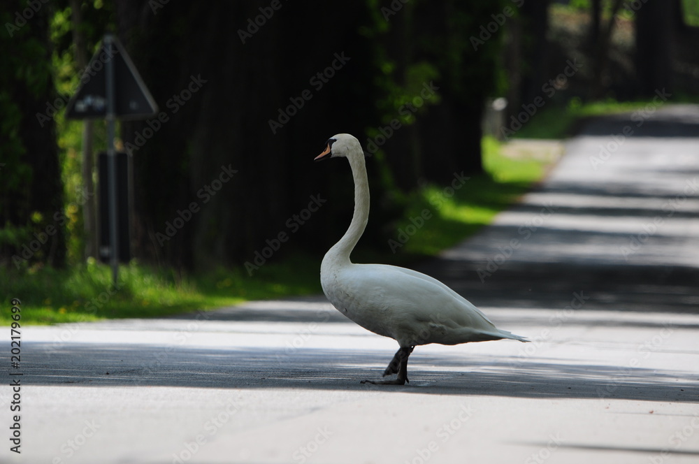 Schwan überquert Straße Schwan überquert Straße