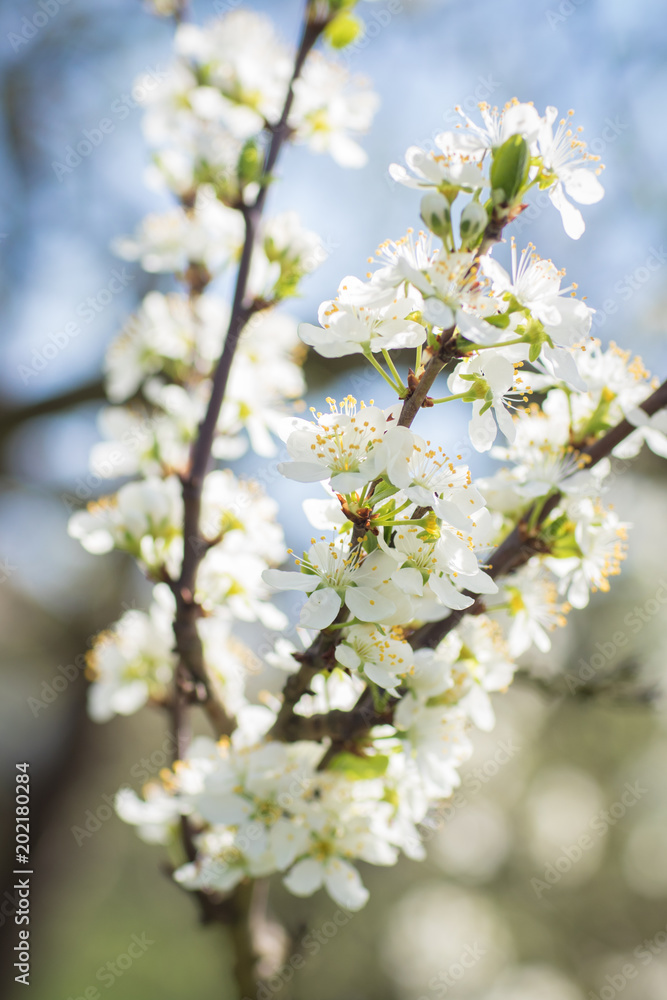 Beautiful blossom on a plum tree at sprintime