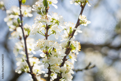Plum tree in blossom against sunlight