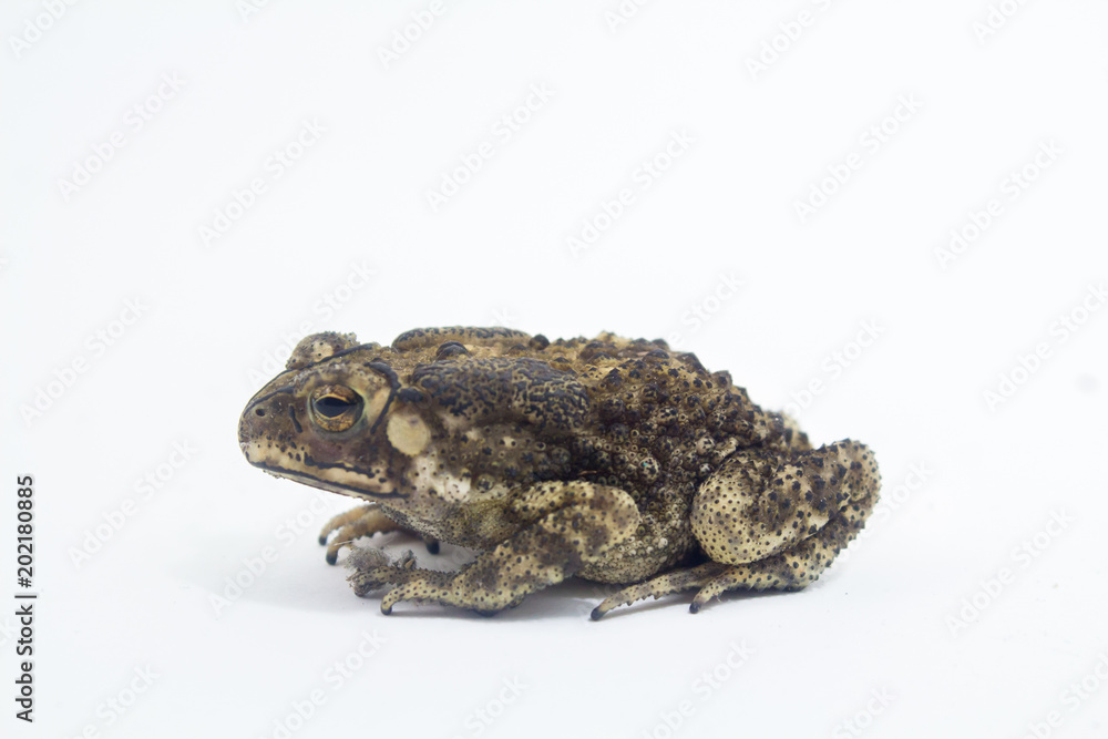 Toad Amphibian White Background form phuket Thailand Toad Amphibian White Background form phuket Thailand