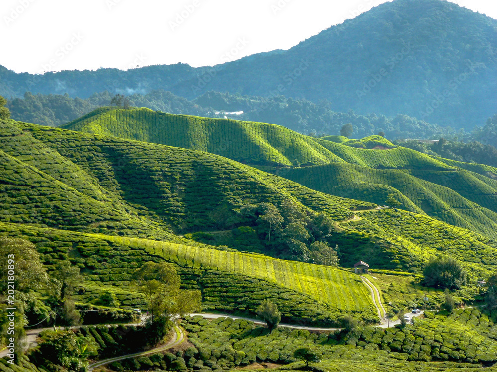 Background of Tea plantation in summer at Cameron highland, Malaysia  