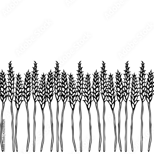 Ripe Wheat Spikelets Endless Brush. Border Ribbon of Malt with Space for Text. Farm Harvest Template. Realistic Hand Drawn Illustration. Savoyar Doodle Style. © Nika Novikova