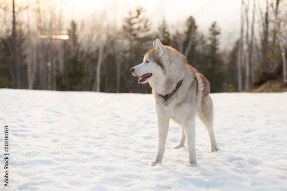Profile Portrait of free and wise dog breed Siberian Husky standing in the winter forest at golden sunset. Beautiful Husky dog is on the snow slope on the trees background