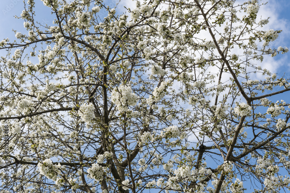White cherry blossoms with twig. White cherry blossoms with twig.