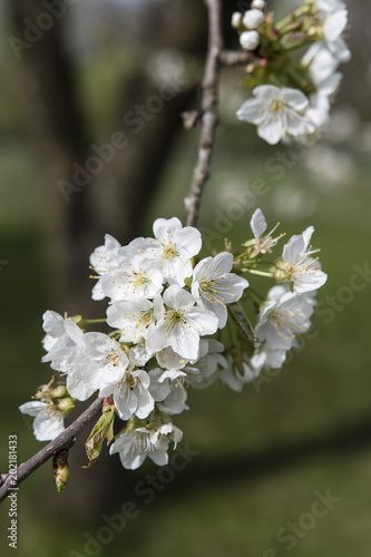 White cherry blossoms with twig.