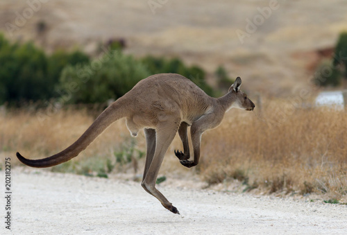 A wild grey kangaroo hopping on the Fleurieu Peninsula South Australia on 15th March 2018
