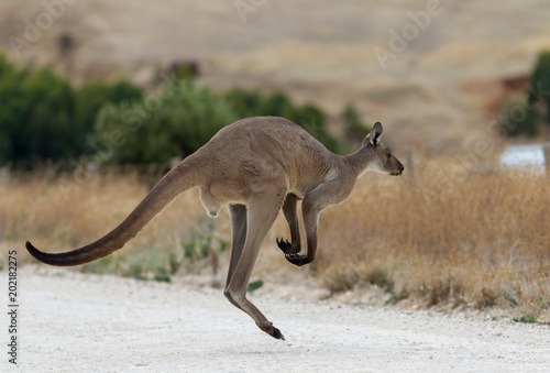 Obraz na plátně A wild grey kangaroo hopping on the Fleurieu Peninsula South Australia on 15th M