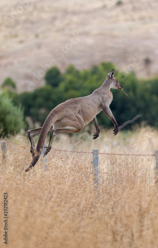 A wild grey kangaroo hopping on the Fleurieu Peninsula South Australia on 15th March 2018