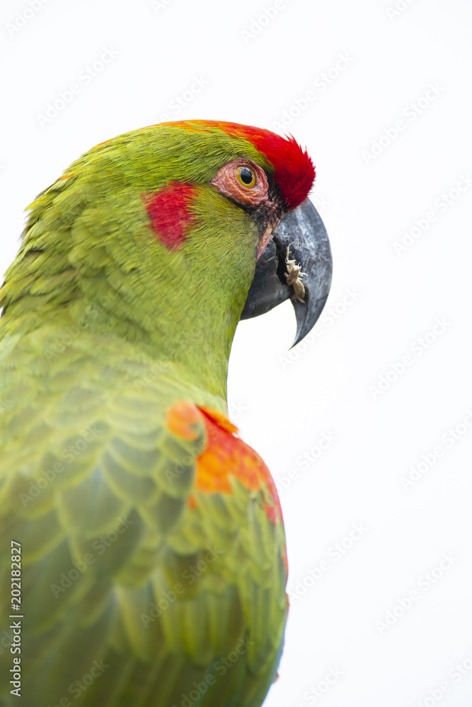 Fototapeta premium Red-fronted Macaw head closeup, isolated on white