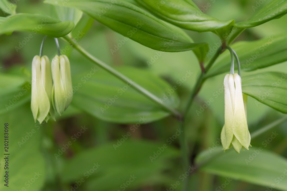 Obraz premium ホウチャクソウの花