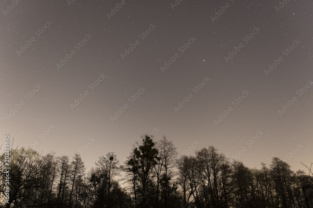 Night sky with stars and forest. Night sky with stars and forest.