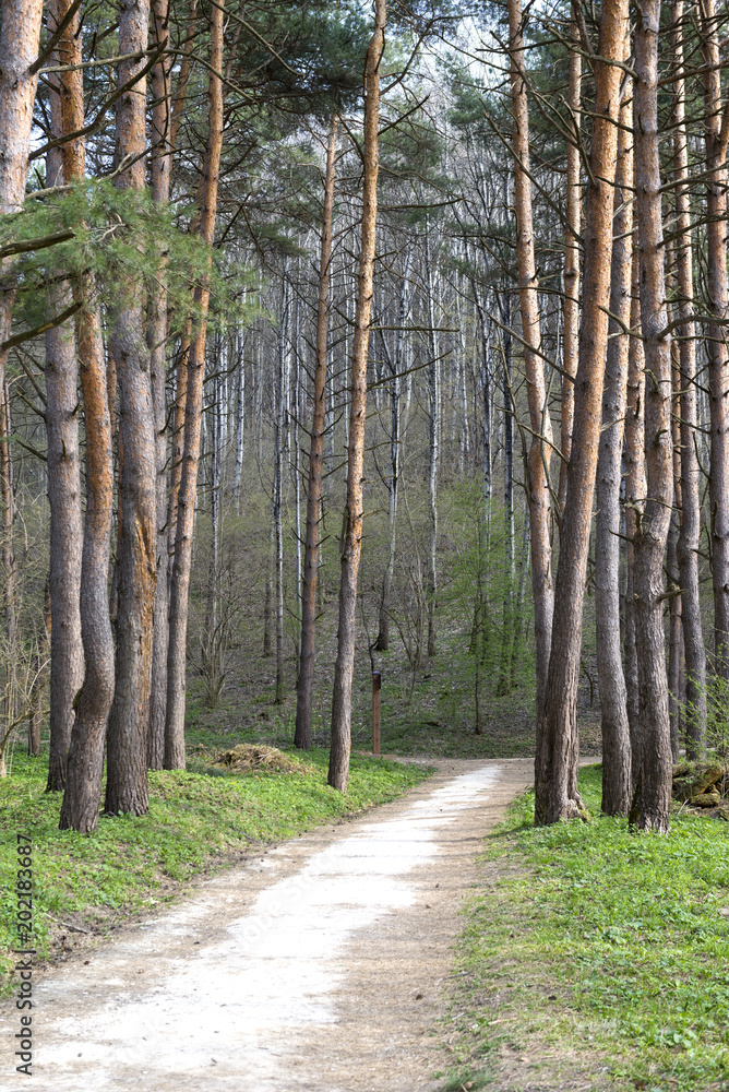 path in the Park among tall Pines