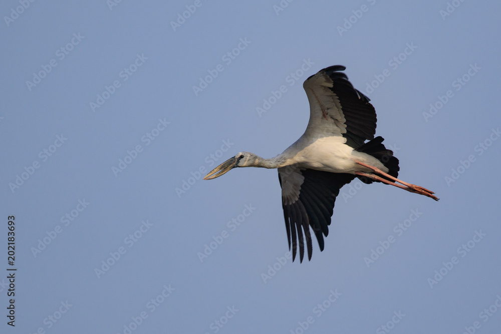 Fototapeta premium Image of an Asian openbill stork(Anastomus oscitans) flying in the sky. Bird, Wild Animals.