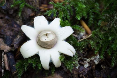 Geastrum fimbriatum non-sponge fungus, Czech Republic, Europe photo