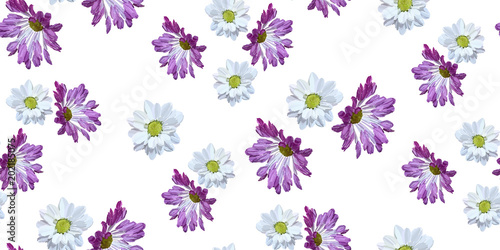 Garden daisy seamless pattern on white background. Botanical illustration hand drawn. Vector floral design for fashion prints  scrapbook  wrapping paper