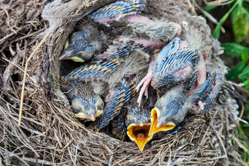 Song thrush chicks sitting in nest