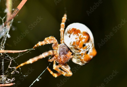 Bolas Spider (Mastophora cornigera) arachnid in web, dorsal macro nature Springtime pest control concept Houston, TX USA. photo