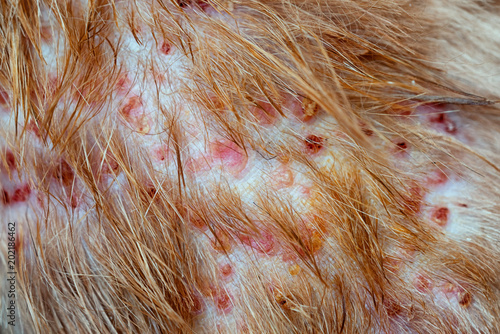 Closeup the disease on cat skin, Dermatitis in dog, skin laminate and dog hair fallen