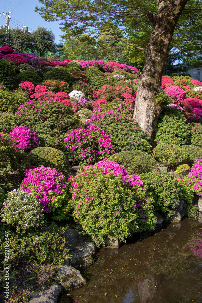 Fototapeta premium Nezu shrine's azalea, Tokyo, Japan