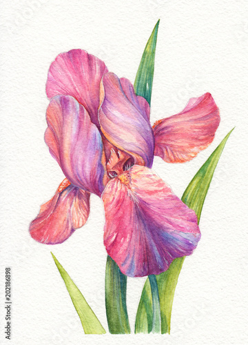 Obraz na płótnie Akwarela rysunek kwiatów tęczówki