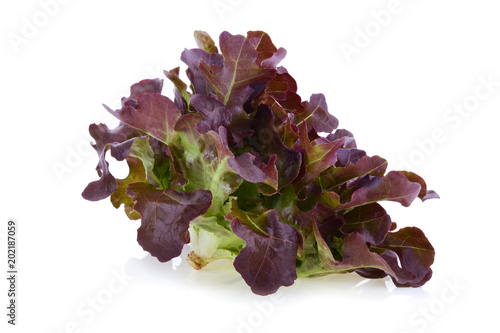 red oak leaf lettuce on a white background