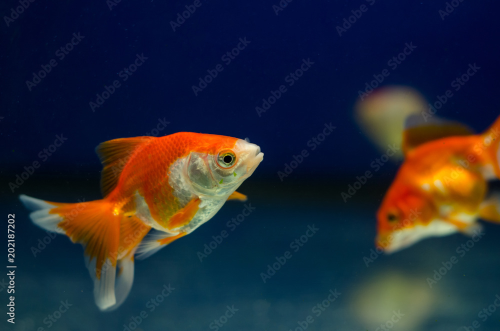 Goldfish in aquarium Goldfish in aquarium