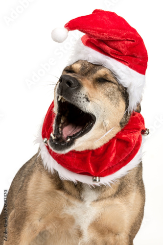 Doggy christmas portrait