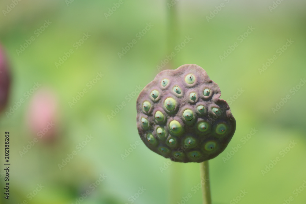 散った蓮 散った蓮