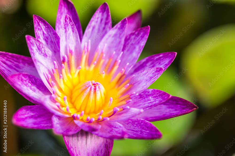 Lotus, water lily