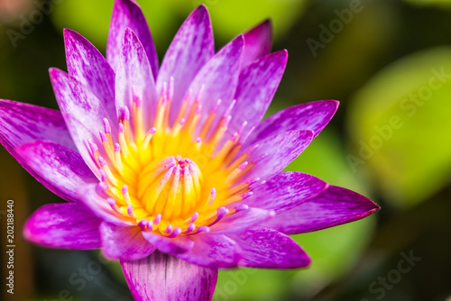 Lotus  water lily