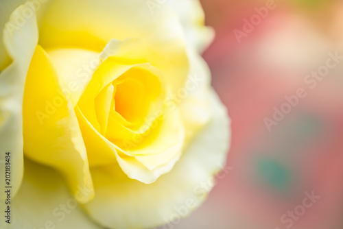 Yellow rose