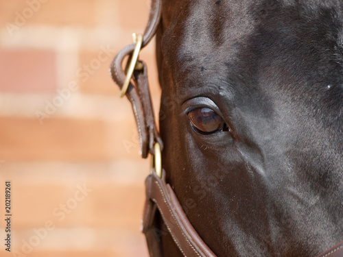 Black Horse Eye
