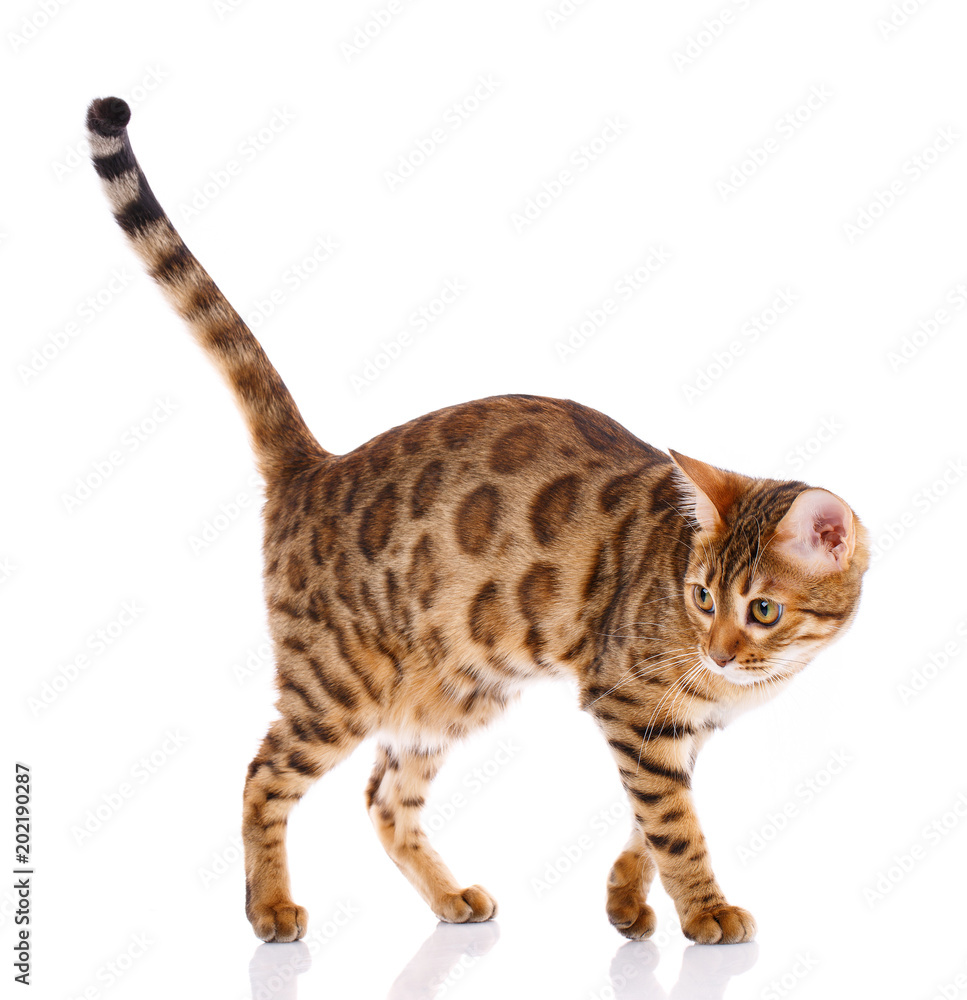 Bengal thoroughbred cat on a white background. Purebred cat. Bengal thoroughbred cat on a white background. Purebred cat.