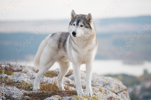 A delightful gray Siberian husky stands on a mountain in the background of a forest and clouds. A dog on a natural background. photo