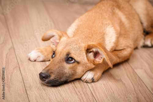 Portrait of redhair dog. Bending his head and grieving.