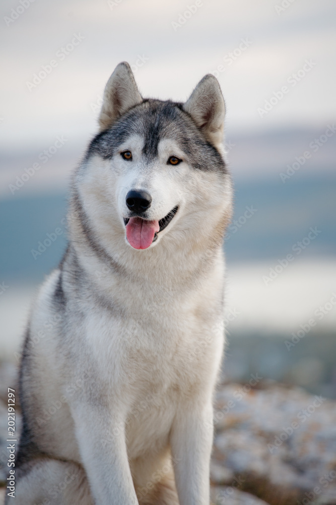 Portrait of a gray Siberian husky who sits on a rock against the backdrop of mountains and clouds and looks into the camera. Dog on a natural background Portrait of a gray Siberian husky who sits on a rock against the backdrop of mountains and clouds and looks into the camera. Dog on a natural background