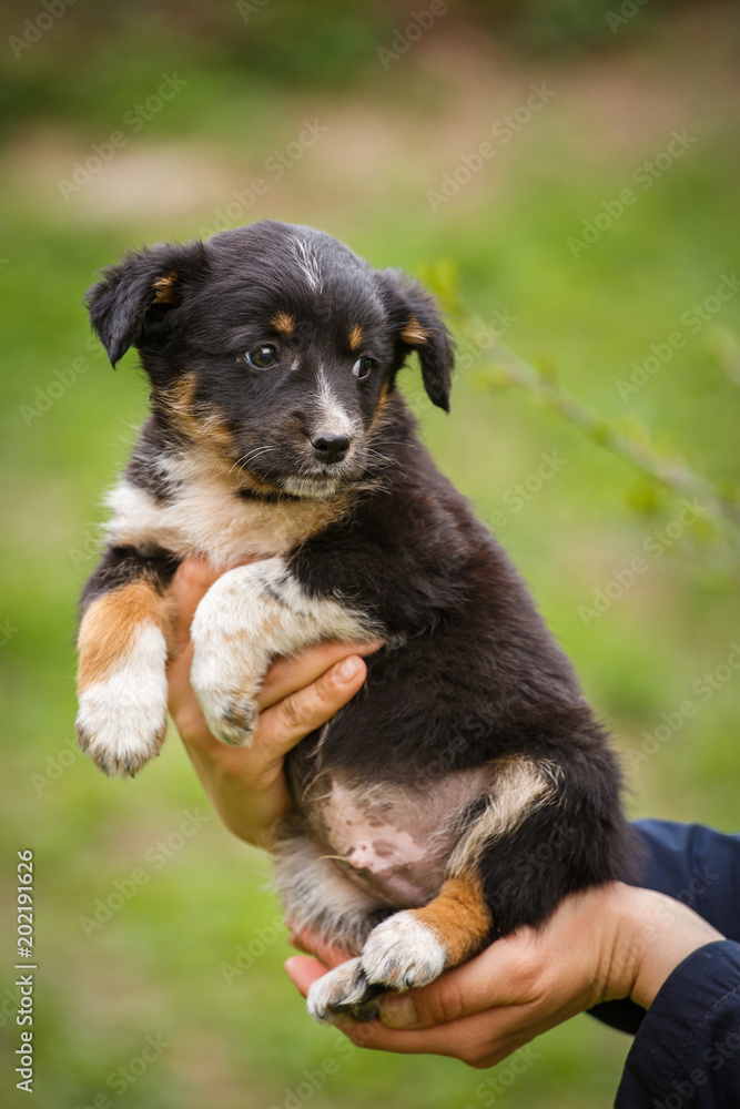 Homeless dog looking for a home. The problem of homeless animals. puppy on the hands of a veterinarian. Homeless dog looking for a home. The problem of homeless animals. puppy on the hands of a veterinarian.