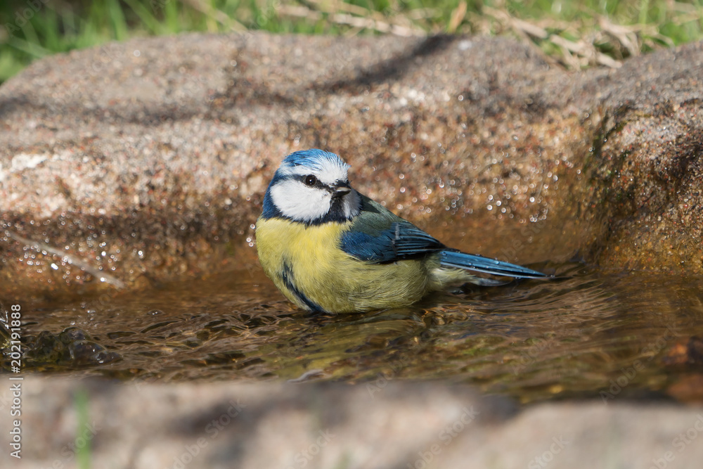 Cute blue tit bird sitting in the water of a bird bath Cute blue tit bird sitting in the water of a bird bath