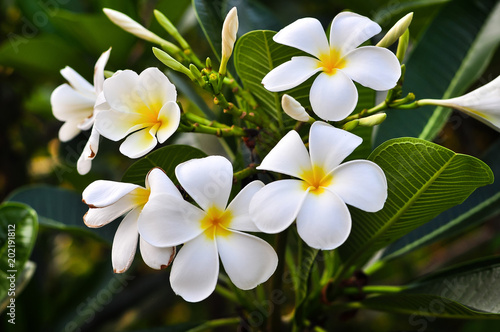 White and Yellow plumeria frangipani flowers with green leaves.
