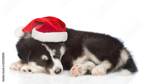 Siberian Husky puppy lying in red santa hat. isolated on white background © Ermolaev Alexandr