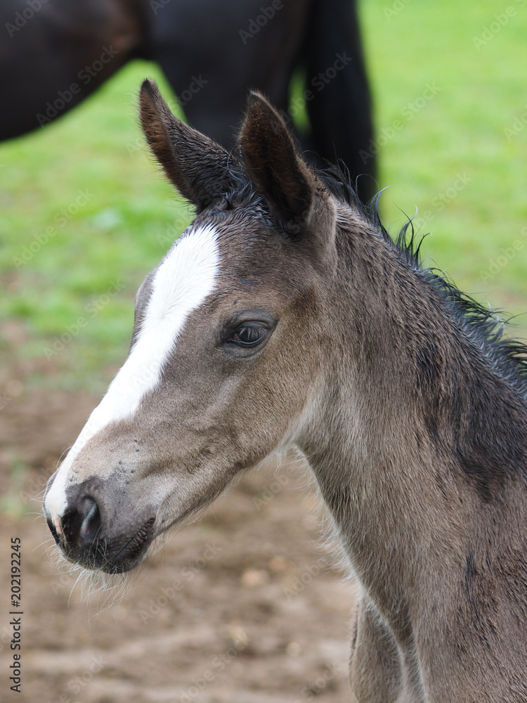 Fototapeta premium Foal Headshot