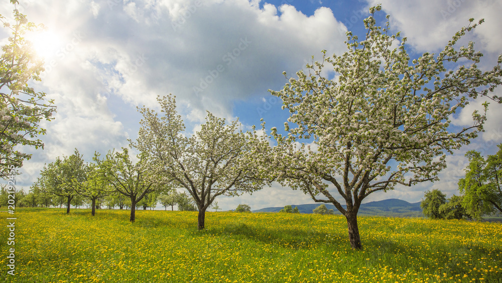 Streuobstwiesen