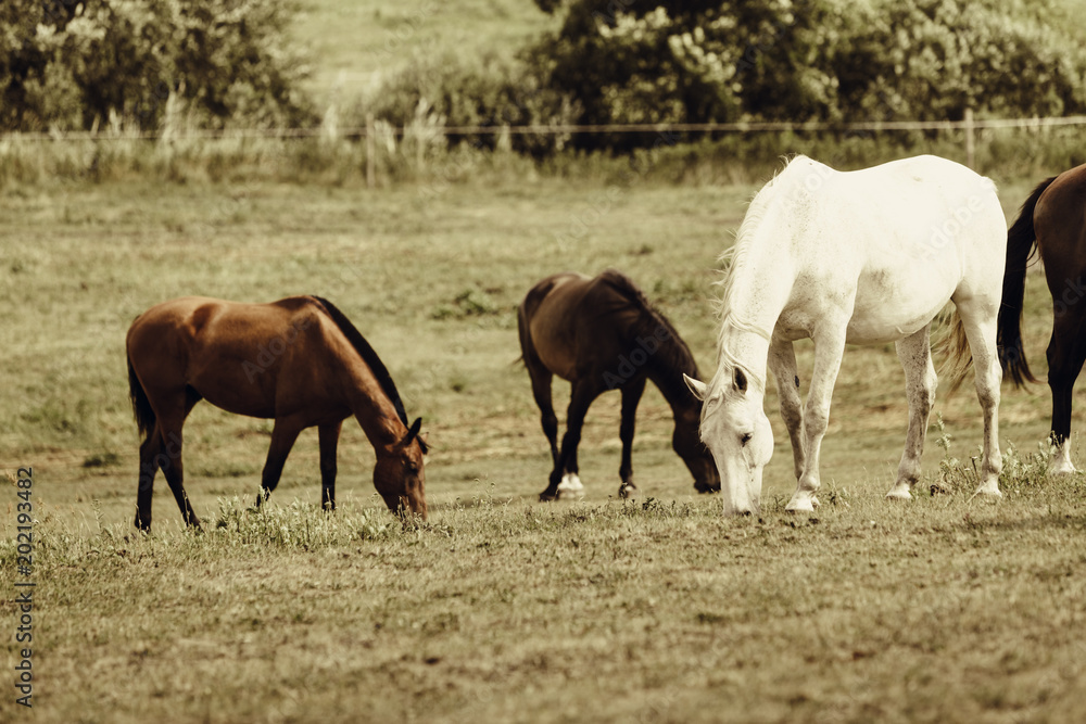 Horses herd on meadow field during summer Horses herd on meadow field during summer