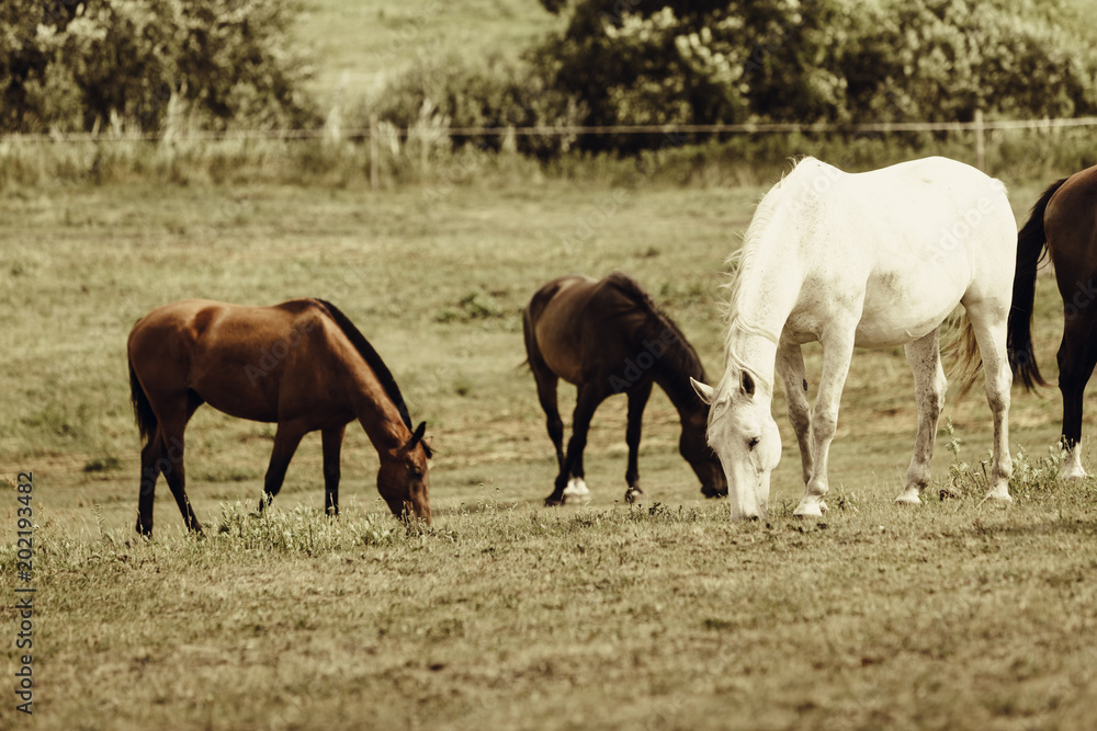 Horses herd on meadow field during summer