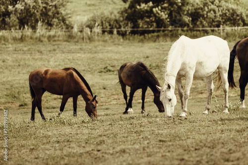 Horses herd on meadow field during summer