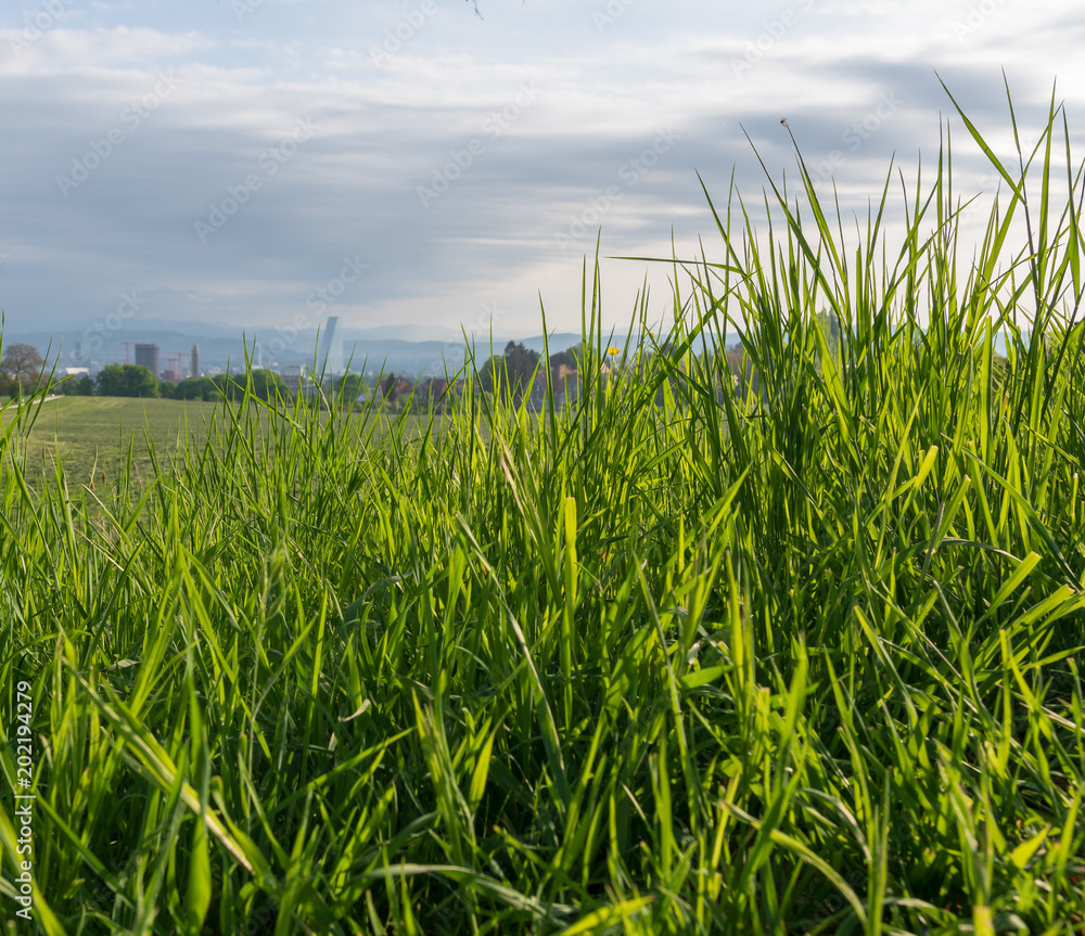Feld mit grünem Gras und Stadt im Hintergrund