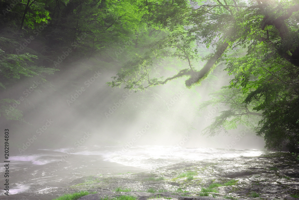 Fototapeta premium 菊池渓谷 光芒(Shaft of light)